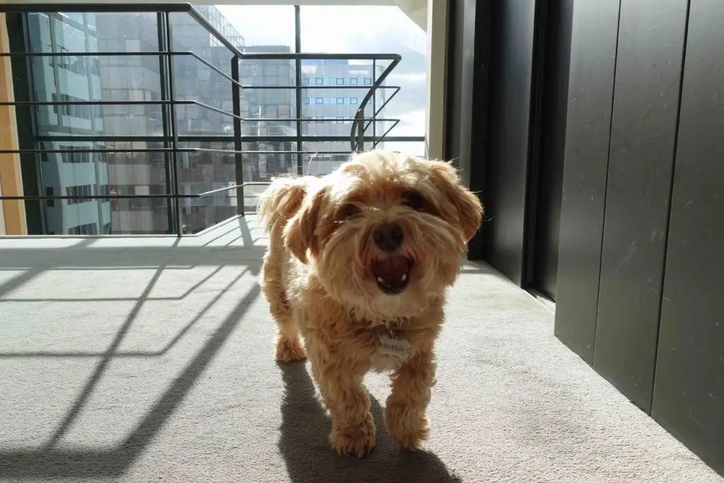 Bobbie Company Dog Portrait Photo