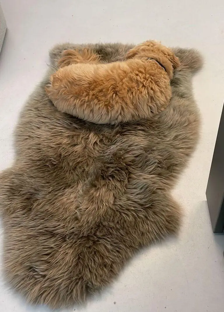 Bobbie nap on a rug