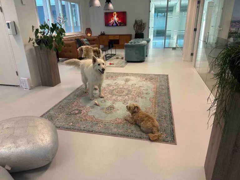 office dogs policy